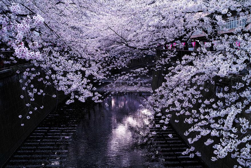 cherry blossom sakura 01 (1)