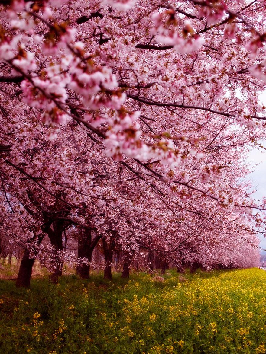 cherry blossom sakura 01 (10)