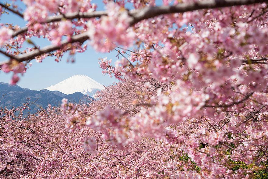 cherry blossom sakura 01 (12)