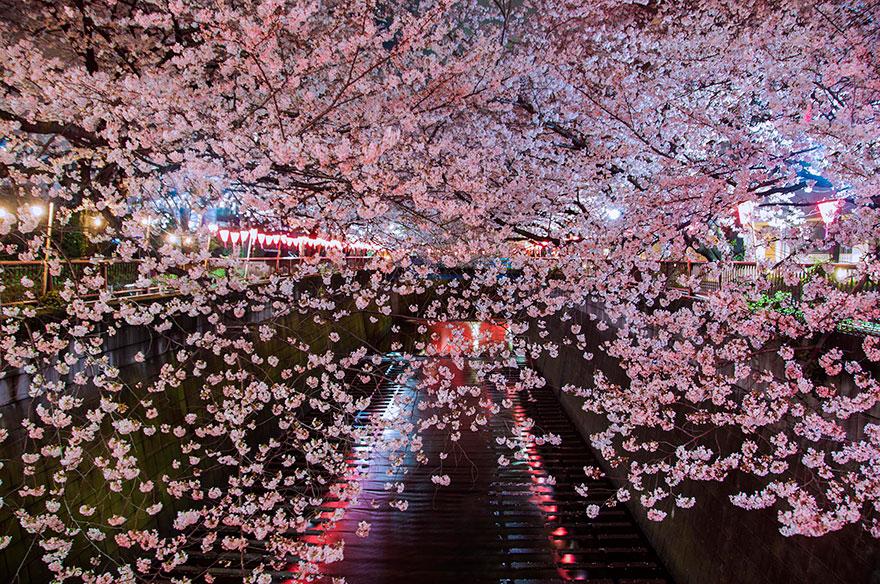 cherry blossom sakura 01 (13)