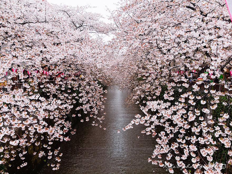 cherry blossom sakura 01 (17)