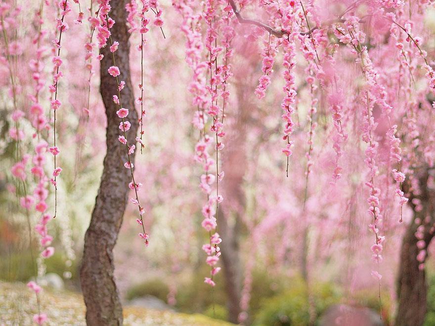 cherry blossom sakura 01 (4)