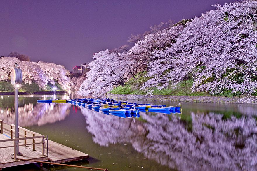 cherry blossom sakura 01 (5)