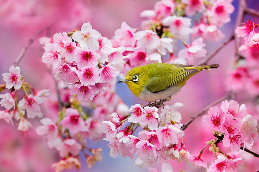 cherry blossom sakura 01 (6)