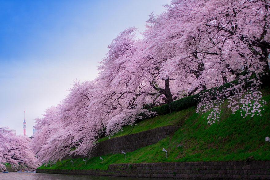 cherry blossom sakura 01 (8)