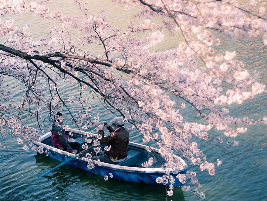 cherry blossom sakura 01 (9)