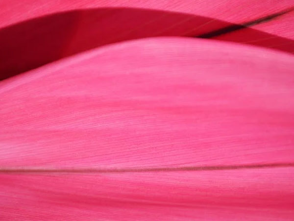 Pink-Background-8