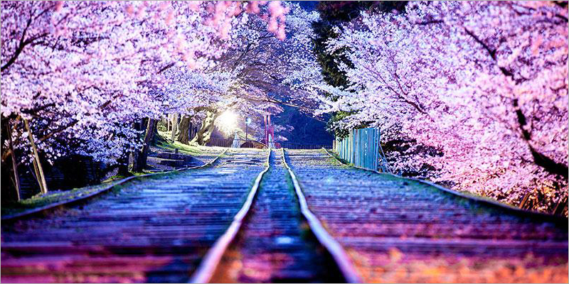 Most Beautiful Japanese Cherry Blossom Photos of 2014